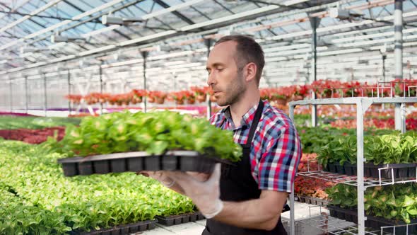 Confident Male Farmer Working in Greenhouse Putting Box with Greenery Seedling Medium Shot