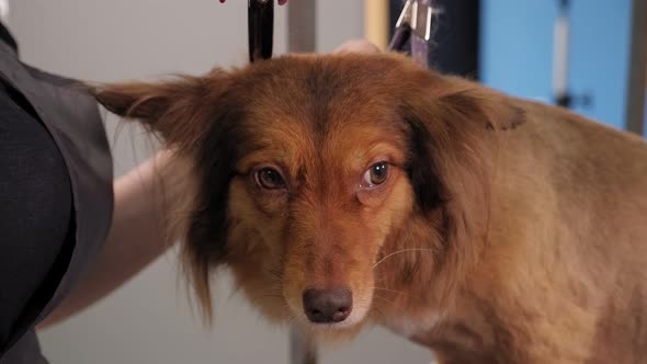 Closeup of a Woman Groomer Cuts a Red Dog Using Hairdressing Scissors