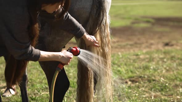 Female Equestrian Cleans Grey Horse's Tail at Ranch