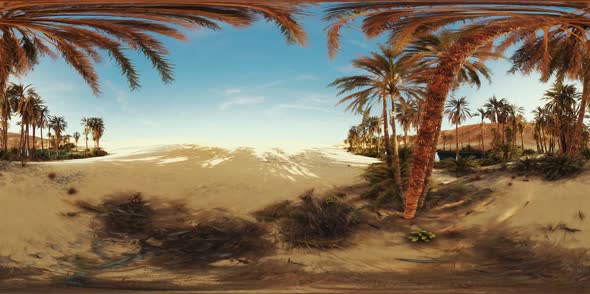 VR360 View of Palm Oasis in Desert