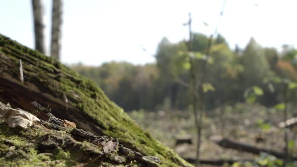 Fallen Tree with Green Moss at the Beginning of the Autumn Forest Panning Slider Shot.