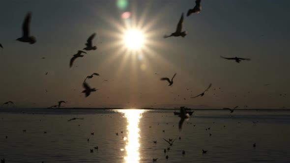 Dark Sunset Ocean Sky And Seabird Silhouettes Flying