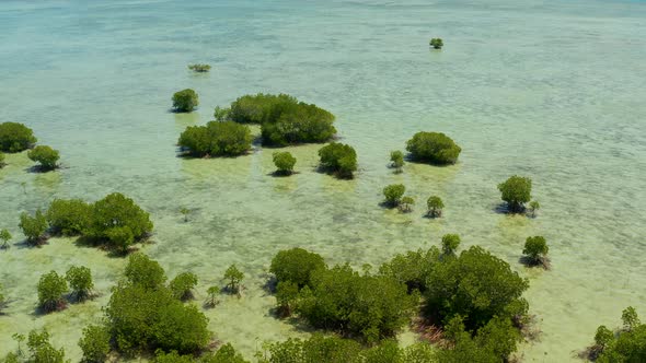 Mangrove Forest on a Coral Reef Philippines Palawan