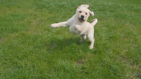 One Lovely Puppy Dog Labrador Running To the Camera Outdoor on the Grassland. Slow Motion