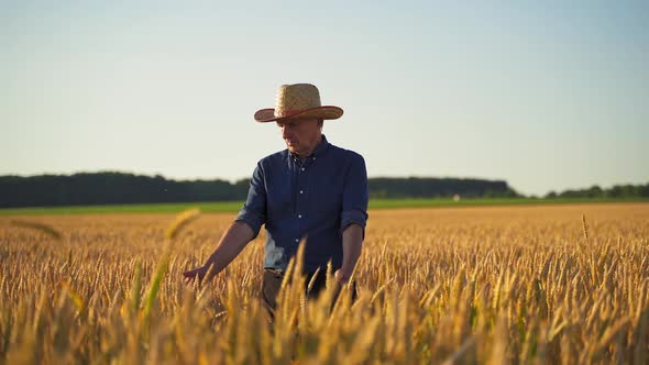 Agronomist on golden field.