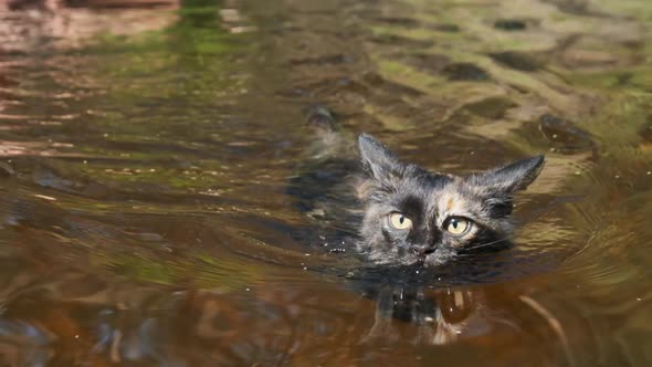 Cat Swimming in River. Black Kitten Swims in Water. Cat's Emotions. Slow Motion