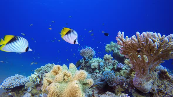 Tropical Fish Underwater Coral Reef