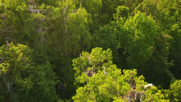 A Beautiful Panorama From Above to the Nests and Flight of Gray Herons