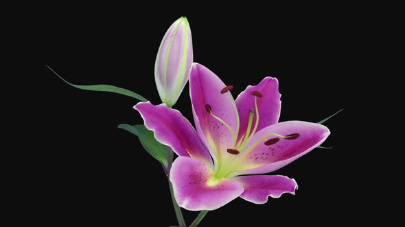 Time-lapse of opening two pink and white lily blossoms