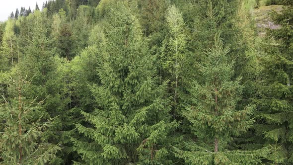 Ukraine, Carpathians: Forest Landscape. Aerial View.