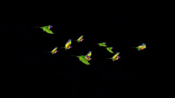 Rainbow Lorikeets - Asian Parrots - Flying Flock of 10 Birds - Side View MS - Transparent Transition