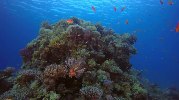 Underwater Scene Coral Reef