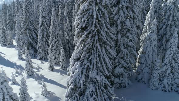 Flight Over the Snowcovered Spruce Forest with Mountains in the Background