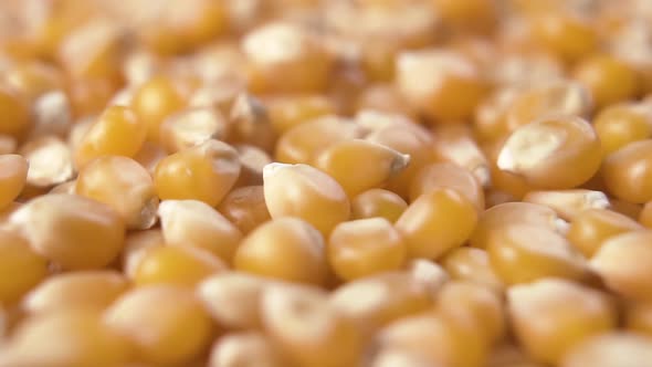 Falling dry corn seeds into a heap for making popcorn. 