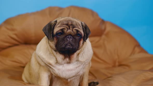Cute pug on large pillow.
