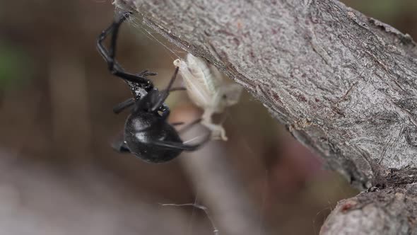 Grass hopper stuck in Black Widow spider web