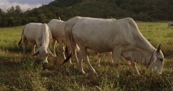 A herd of well-groomed cows and steers graze in a meadow.