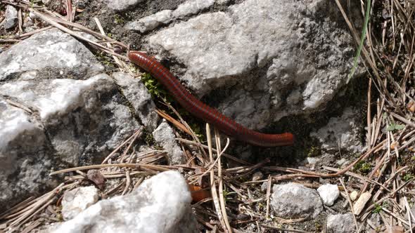 Millipede Filmed In Its Natural Environment