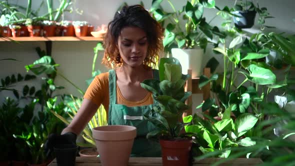 Beautiful Woman Takes Care of Home Plant While Sitting in Light Interior Spbd