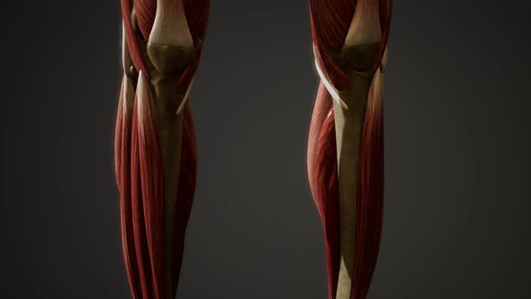 Muscular System of Human Body Animation alt