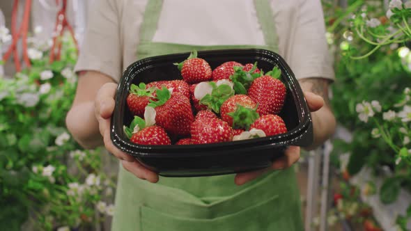 Box Of Fresh Strawberries Grown In Greenhouse