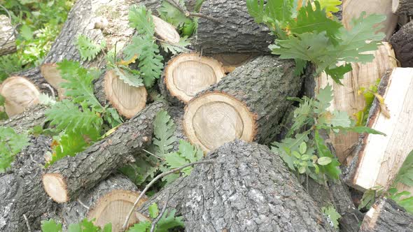 Cutted tree logs arranged  on the ground 4K 2160p UHD footage - Tree logs in the forest 4K 3840X2160