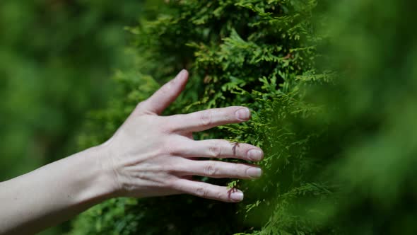 Human Palm is Stroking Branches of Shrubs Closeup View Garden or Park