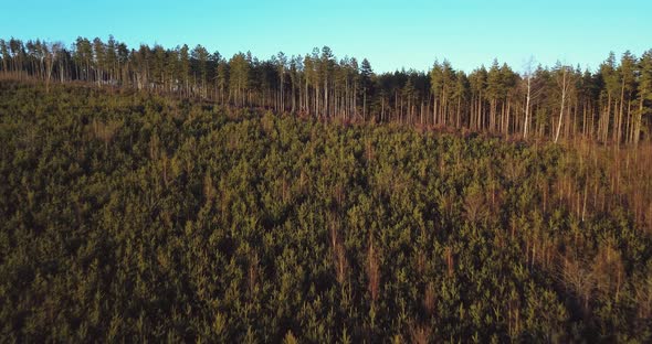 Young green forest through a bird's eye view at sunset