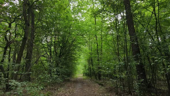 Forest with Trees on a Summer Day Slow Motion