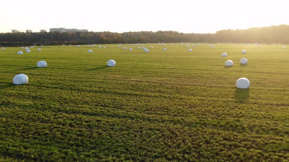 Plastic Wrapped Hay Bales Scattered Around Harvested Field