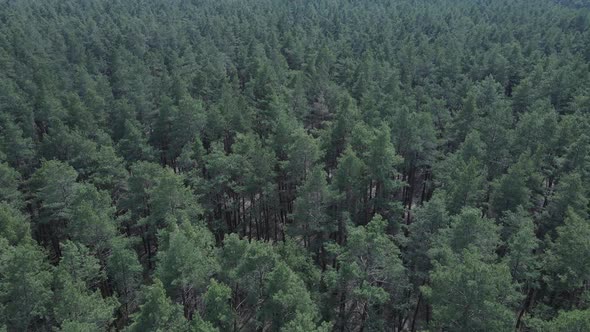 Pine Forest in the Afternoon Aerial View Slow Motion