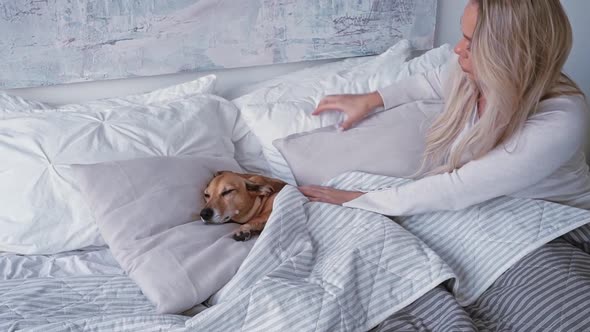 Young Beautiful Blonde Caucasian Woman in Home Clothes Puts a Small Brown Dachshund Dog with Big