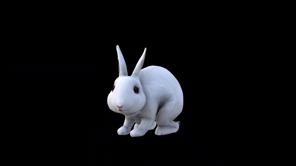 White Rabbit İdle View From Side