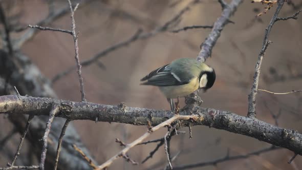 Small Bird Tit on the Tree Branch