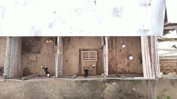 Aerial View of a Shelter for Stray Dogs.