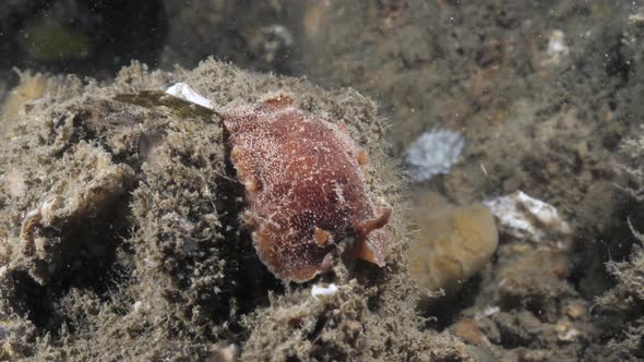 Marine science observation of the Nudibranch species Thordisa spotted on a night time scuba dive.