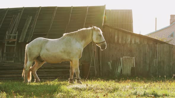 White Horse Grazing On Pasture Near Old House Yard In Sunny Morning