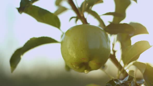 Macro View of Big Green Apple with Water Drops