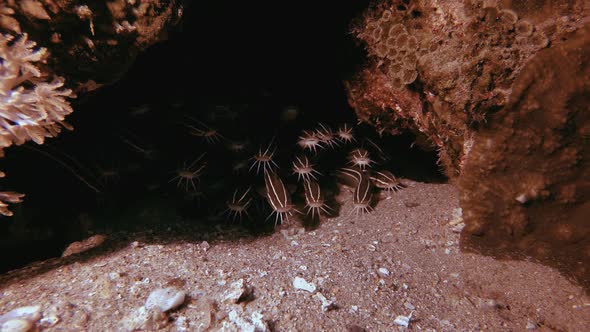 Tropical Underwater Catfish Schooling