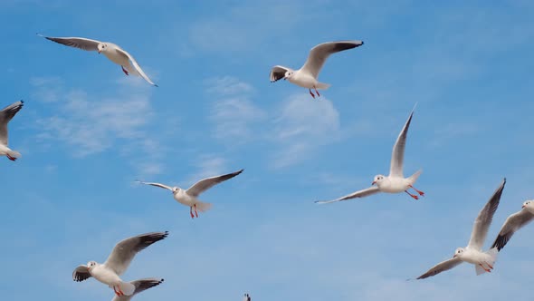 Seagulls and Albatrosses Soar in the Sky in Slow Motion and Scream Close Up Video of the Flying