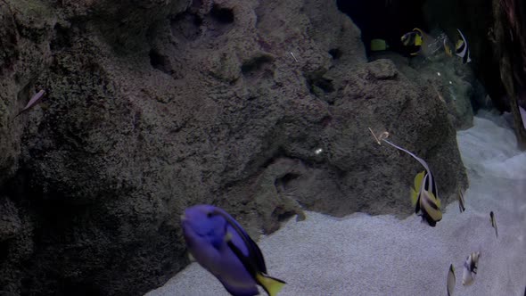 Blue surgeonfish making circles in a marine aquarium.