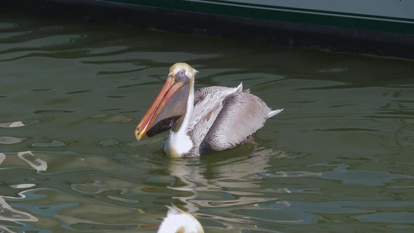 Big Brown Pelicans Waiting for Food.