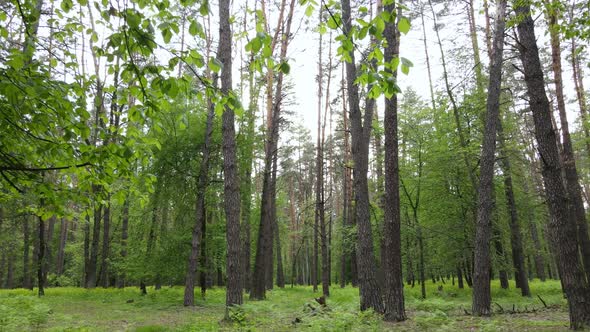 Wild Forest Landscape on a Summer Day