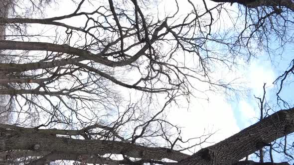 Vertical Video of the Forest with Trees Without Leaves Slow Motion