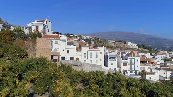 Orange Groves Next To Typical Spanish Houses