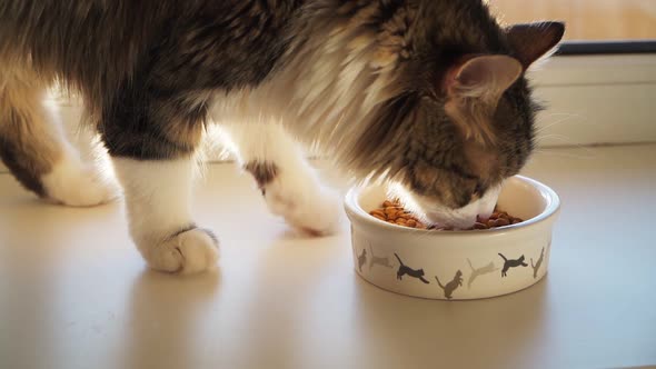 Beautiful fluffy cat eating from a white bowl with a pattern of Bouncing kittens. Slow motion