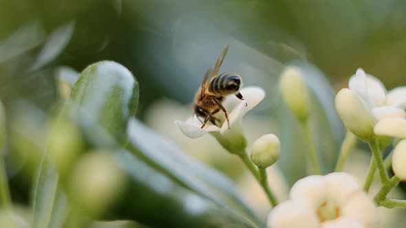 slow motion shot of a bee on a yellow flower, shallow depth of field