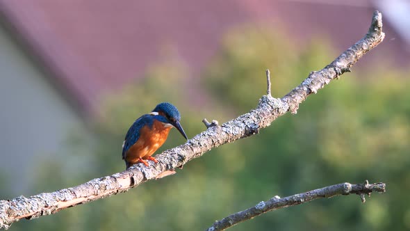 Common kingfisher sitting on a branch ( Alcedo atthis )