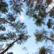 Beautiful Tops of Pine Trees in the Forest - VideoHive Item for Sale