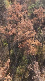 Vertical Video of Forest Landscape in Autumn Slow Motion